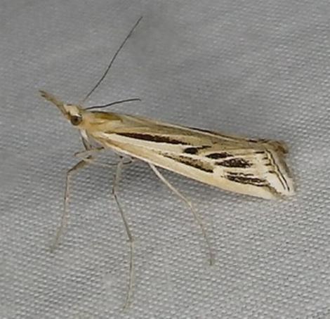 Hednota panteucha