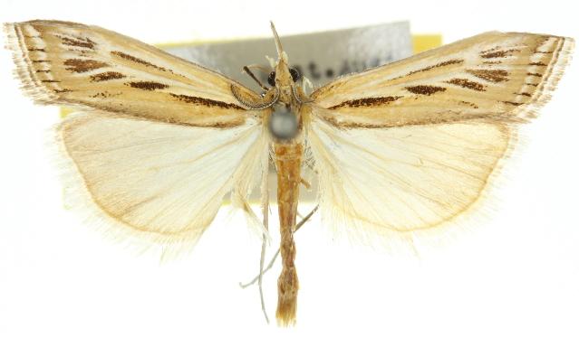 Hednota panteucha