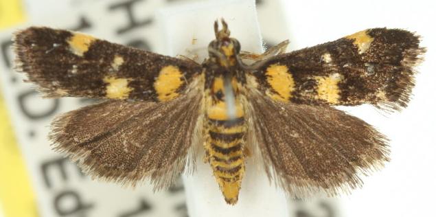Eurhythma xuthospila
