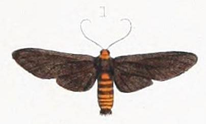 Amata bicolor