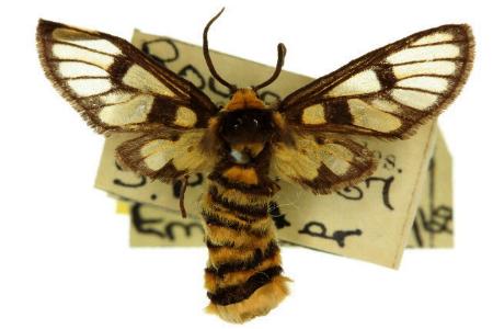 Amata chlorometis