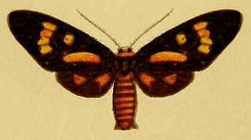 Amata choneutospila