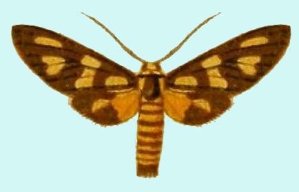 Amata chroma