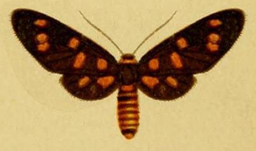 Amata chromatica