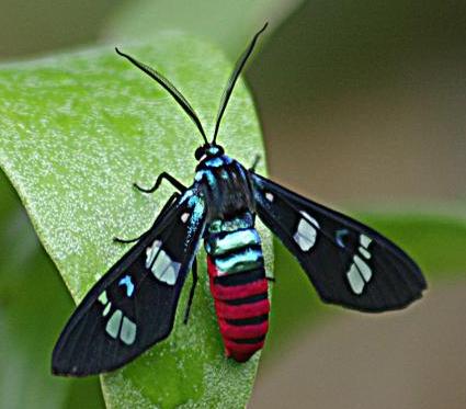 Euchromia creusa