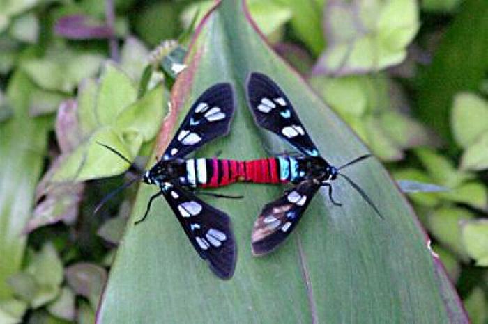 Euchromia creusa