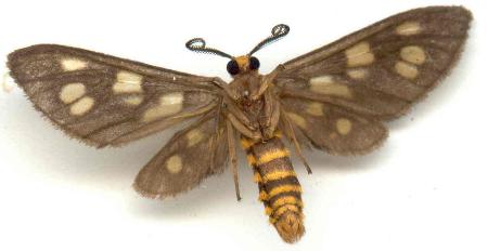 Eressa geographica
