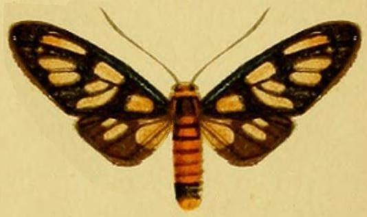 Amata heptaspila