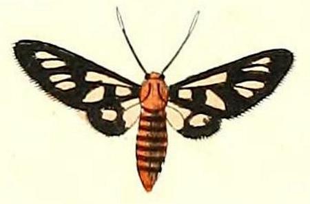 Amata huebneri