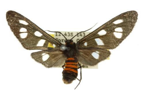 Amata hyalota