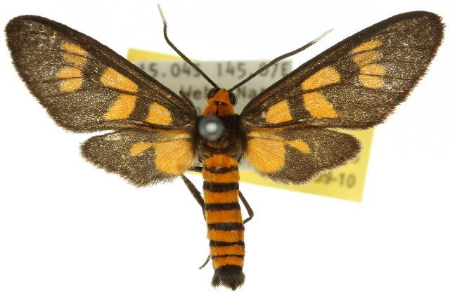 Amata insularis