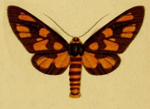 Amata magistri