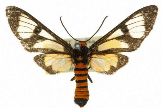 Amata marella