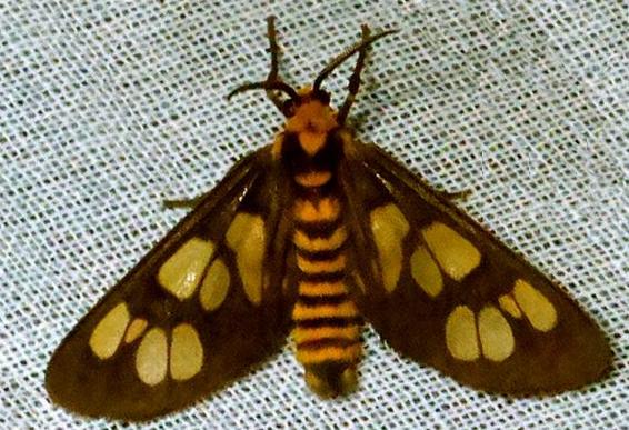 Eressa megalospilia