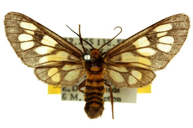 Eressa megalospilia