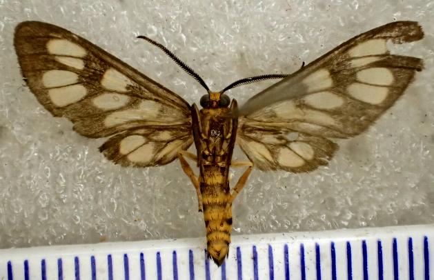 Eressa megalospilia