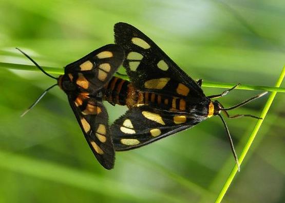 Amata nigriceps