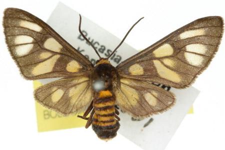 Amata ochrospila