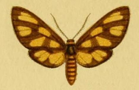 Amata orphnaea