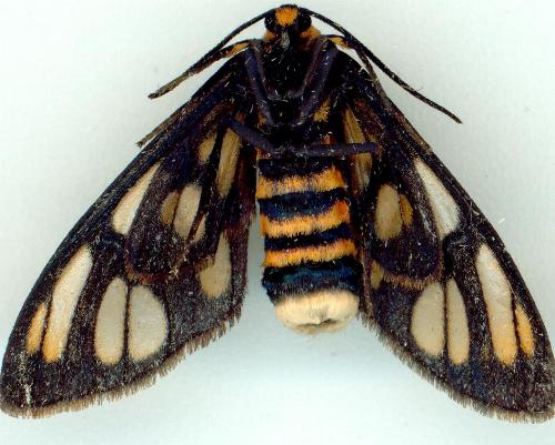 Amata paraula