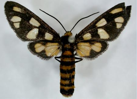 Amata xanthura