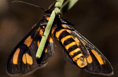 Amata xanthura