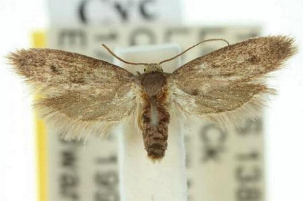 Cyclotorna egena