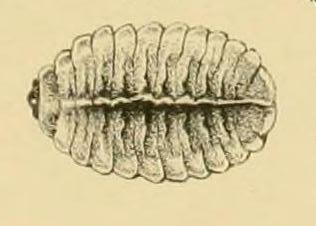 Cyclotorna monocentra