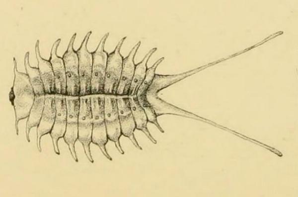 Cyclotorna monocentra