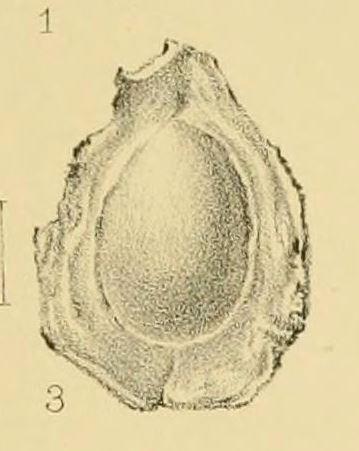 Cyclotorna monocentra