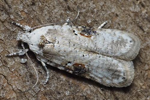 Agonopterix alstroemeriana