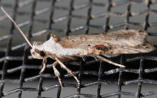 Agonopterix alstroemeriana