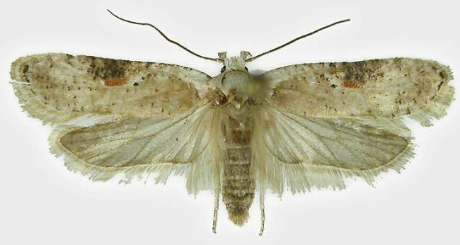 Agonopterix alstroemeriana