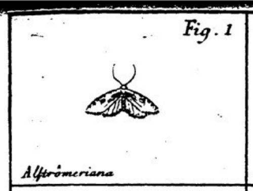 Agonopterix alstroemeriana