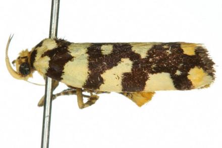 Thalamarchella alveola