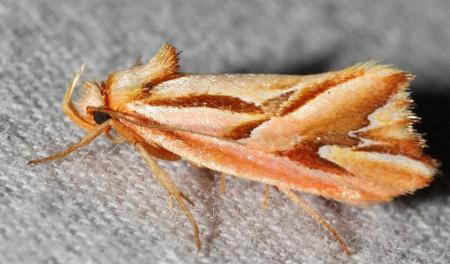 Eclecta aurorella