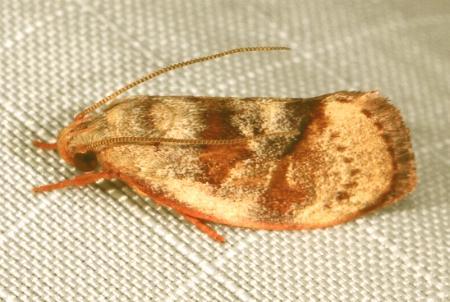 Thalamarchella cyphopleura