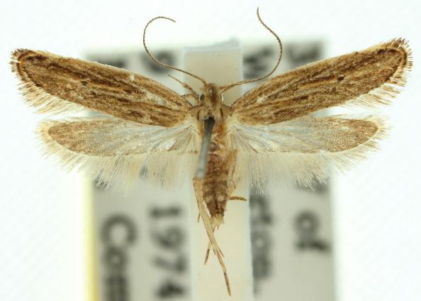 Eutorna diaula