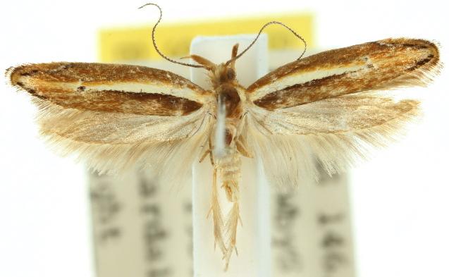 Eutorna eurygramma