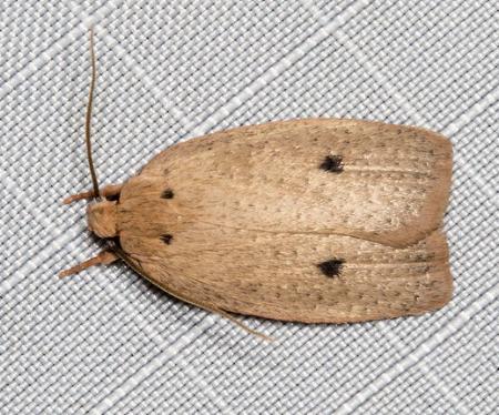 Euprionocera geminipuncta