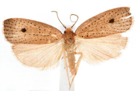 Euprionocera geminipuncta