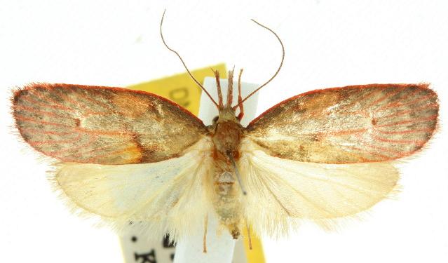 Enchocrates glaucopis