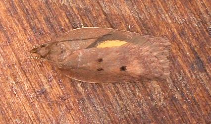 Doleromima hypoxantha