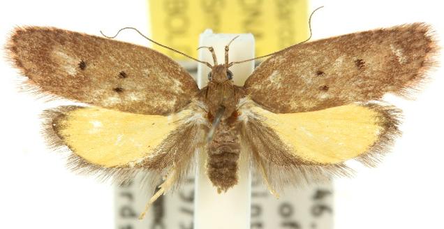 Doleromima hypoxantha