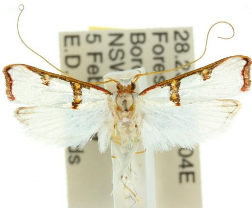 Barantola panarista