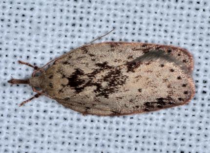 Enchocrates picrophylla