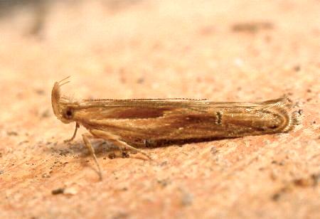 Eutorna tricasis