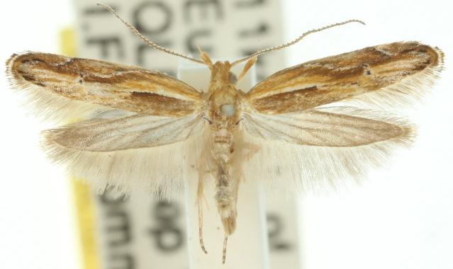 Eutorna tricasis