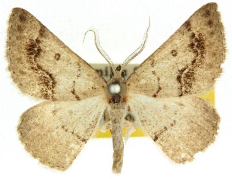Nearcha aridaria