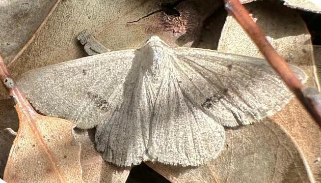 Nearcha benecristata